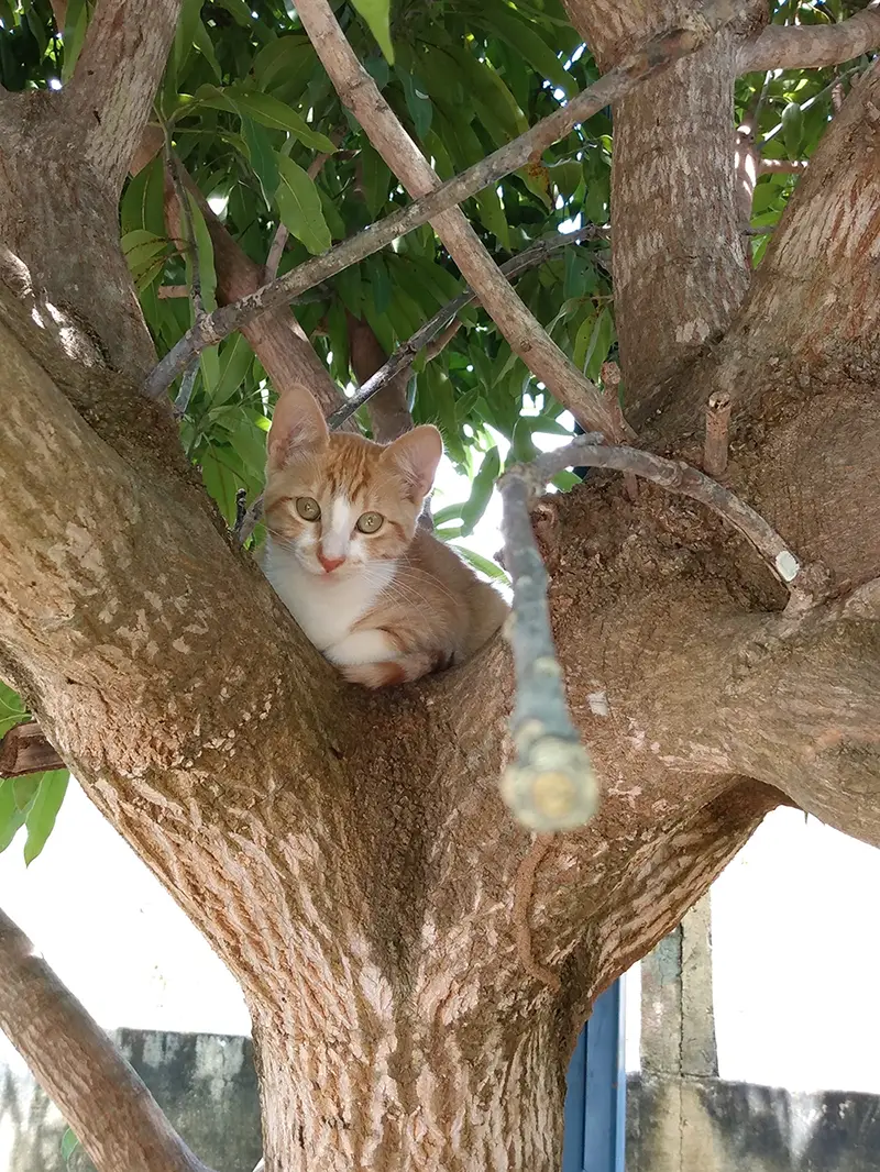 Salvar - Rede Protetora dos Animais de Alto Paraíso de Goiás